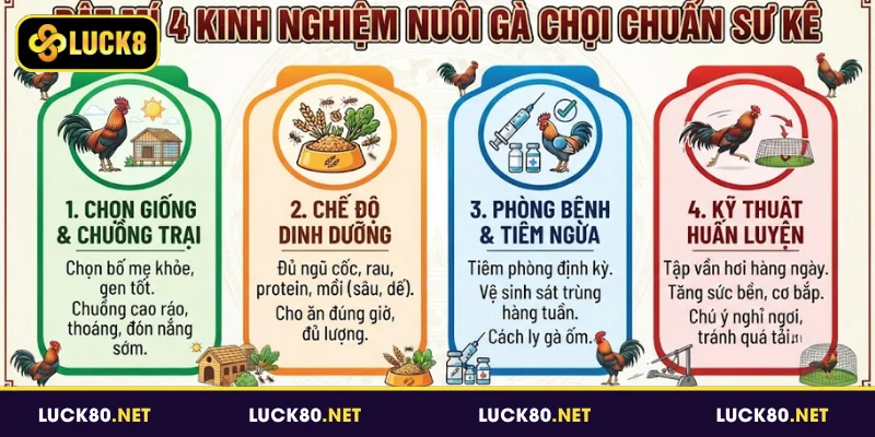 Kinh Nghiệm Nuôi Gà Chọi - 4 Phương Pháp Nâng Tầm Chiến Kê 3 Bật mí 4 kinh nghiệm nuôi gà chọi chuẩn sư kê