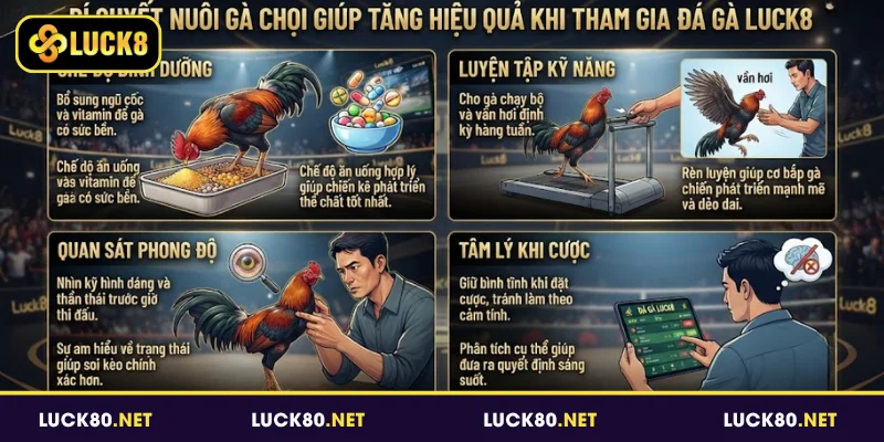 Đá Gà Luck8 - Sân Chơi Giải Trí Được Nhiều Người Yêu Thích 6 Bí quyết nuôi gà chọi giúp tăng hiệu quả khi tham gia đá gà Luck8