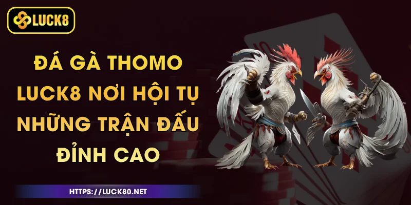 Đá Gà Thomo Luck8 - Nơi Hội Tụ Những Trận Đấu Đỉnh Cao