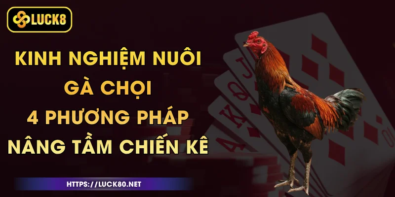 Kinh Nghiệm Nuôi Gà Chọi - 4 Phương Pháp Nâng Tầm Chiến Kê 1 Kinh Nghiệm Nuôi Gà Chọi - 4 Phương Pháp Nâng Tầm Chiến Kê