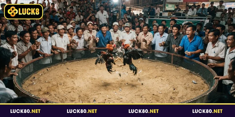 Sơ lược về đá gà Thomo