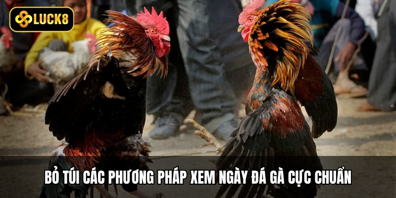 Xem Ngày Đá Gà - 3 Cách Chuẩn Phong Thủy Từ Luck8 3 Bỏ túi các phương pháp xem ngày đá gà cực chuẩn