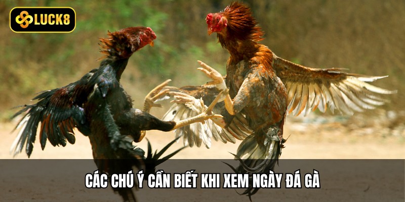 Xem Ngày Đá Gà - 3 Cách Chuẩn Phong Thủy Từ Luck8 4 Các chú ý cần biết khi xem ngày đá gà