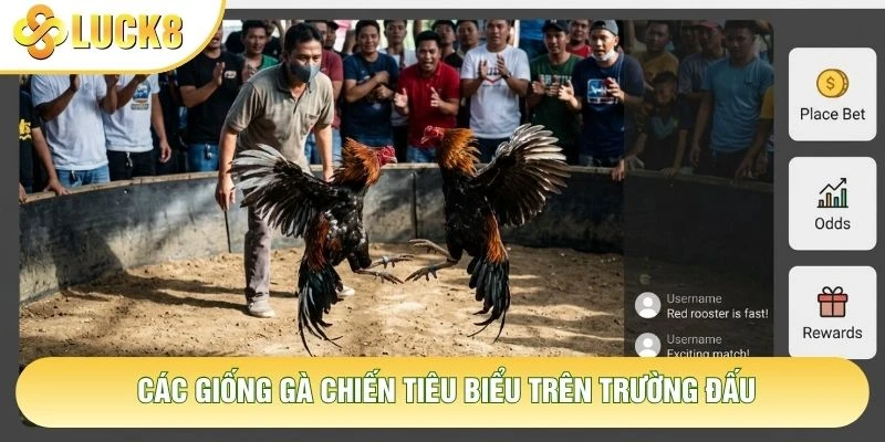 Các giống gà chiến tiêu biểu trên trường đấu Các giống gà chiến tiêu biểu trên trường đấu