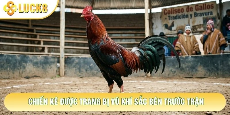 Chiến kê được trang bị vũ khí sắc bén trước trận Chiến kê được trang bị vũ khí sắc bén trước trận