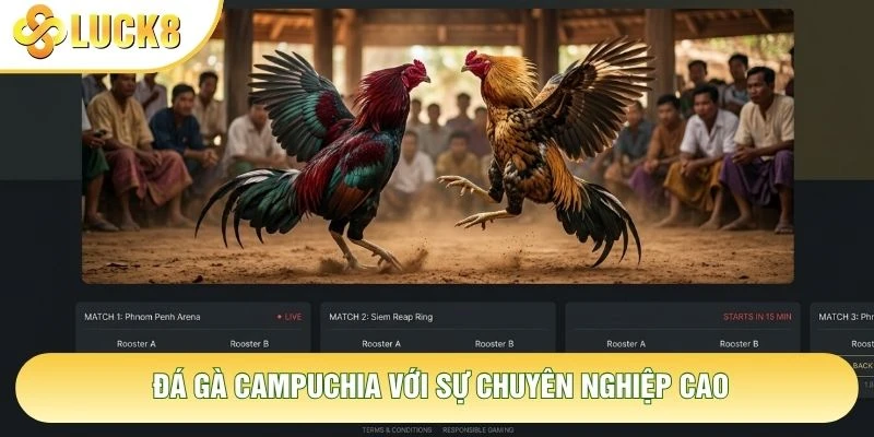 Đá gà Campuchia với sự chuyên nghiệp cao Đá gà Campuchia với sự chuyên nghiệp cao
