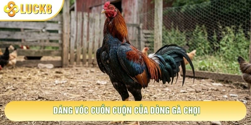 Dáng vóc cuồn cuộn của dòng gà chọi Dáng vóc cuồn cuộn của dòng gà chọi