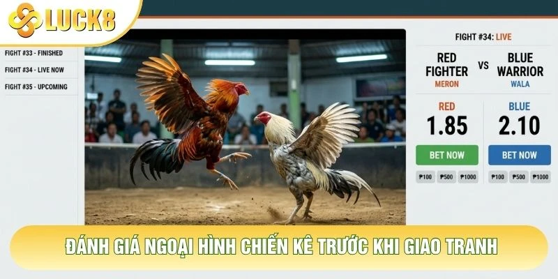 Đánh giá ngoại hình chiến kê trước khi giao tranh Đánh giá ngoại hình chiến kê trước khi giao tranh