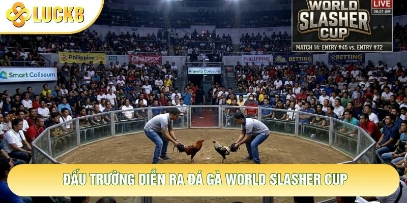 Đấu trường diễn ra đá gà World Slasher Cup Đấu trường diễn ra đá gà World Slasher Cup