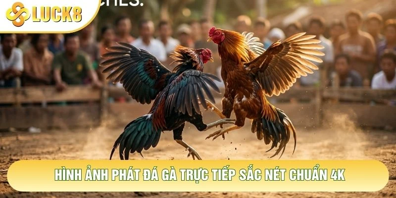 Hình ảnh phát đá gà trực tiếp sắc nét chuẩn 4K Hình ảnh phát đá gà trực tiếp sắc nét chuẩn 4K