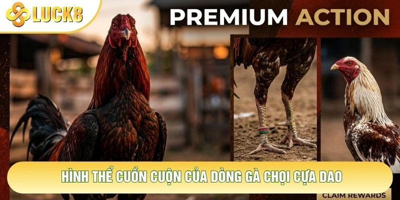 Hình thể cuồn cuộn của dòng gà chọi cựa dao Hình thể cuồn cuộn của dòng gà chọi cựa dao