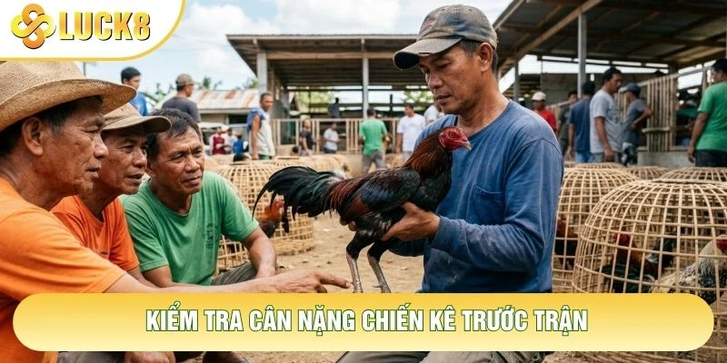 Kiểm tra cân nặng chiến kê trước trận Kiểm tra cân nặng chiến kê trước trận