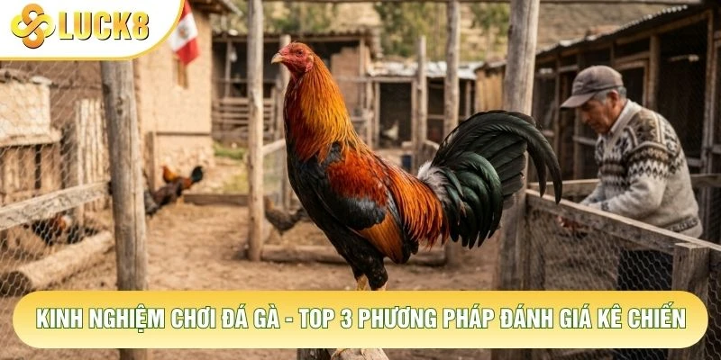 Kinh Nghiệm Chơi Đá Gà - Top 3 Phương Pháp Đánh Giá Kê Chiến 1 Kinh Nghiệm Chơi Đá Gà - Top 3 Phương Pháp Đánh Giá Kê Chiến