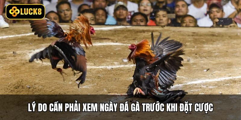 Xem Ngày Đá Gà - 3 Cách Chuẩn Phong Thủy Từ Luck8 2 Lý do cần phải xem ngày đá gà trước khi đặt cược