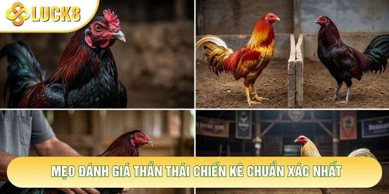 Mẹo đánh giá thần thái chiến kê chuẩn xác nhất Mẹo đánh giá thần thái chiến kê chuẩn xác nhất