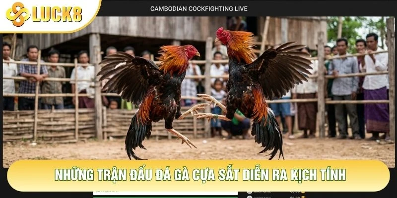Những trận đấu đá gà cựa sắt diễn ra kịch tính Những trận đấu đá gà cựa sắt diễn ra kịch tính