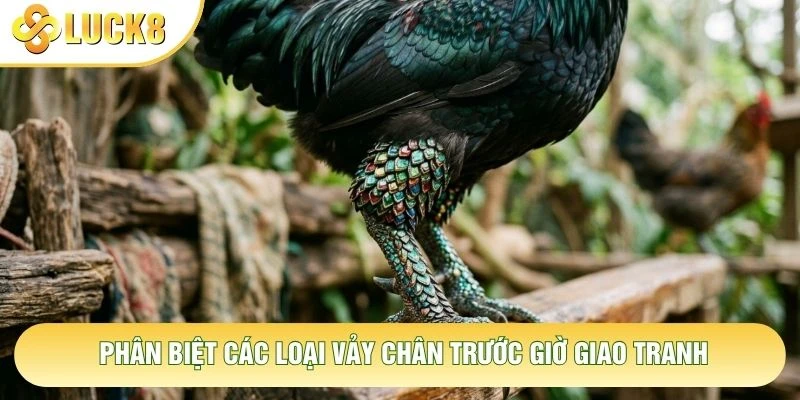 Phân biệt các loại vảy chân trước giờ giao tranh Phân biệt các loại vảy chân trước giờ giao tranh