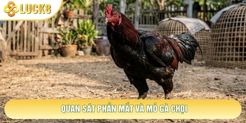 Quan sát phần mắt và mỏ gà chọi Quan sát phần mắt và mỏ gà chọi