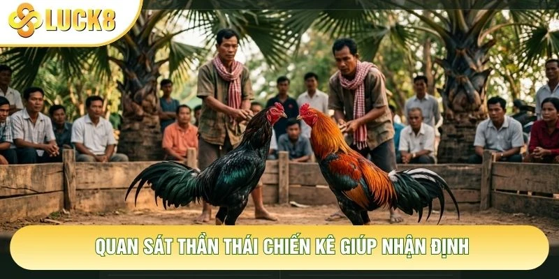 Quan sát thần thái chiến kê giúp nhận định Quan sát thần thái chiến kê giúp nhận định