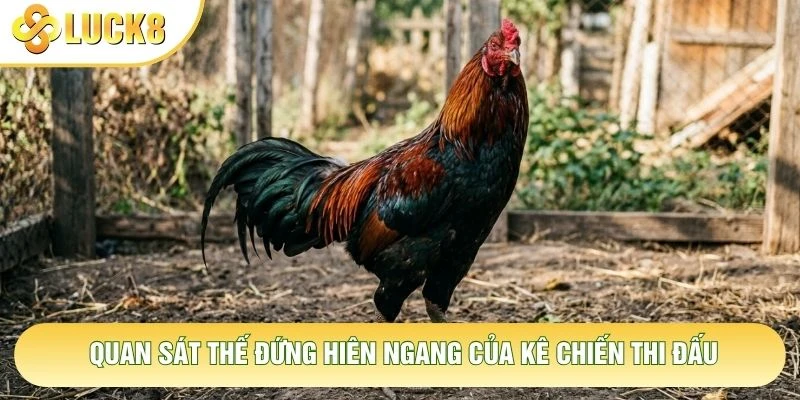 Quan sát thế đứng hiên ngang của kê chiến thi đấu Quan sát thế đứng hiên ngang của kê chiến thi đấu