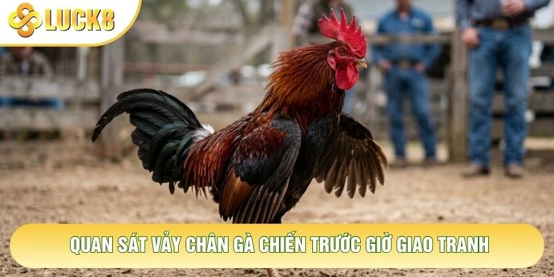 Quan sát vảy chân gà chiến trước giờ giao tranh Quan sát vảy chân gà chiến trước giờ giao tranh