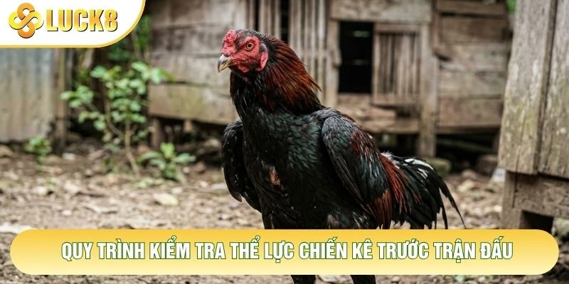 Quy trình kiểm tra thể lực chiến kê trước trận đấu Quy trình kiểm tra thể lực chiến kê trước trận đấu