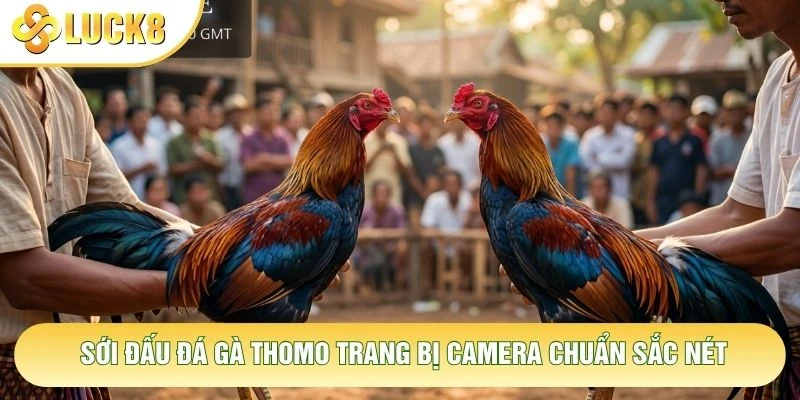 Sới đấu đá gà Thomo trang bị camera chuẩn sắc nét Sới đấu đá gà Thomo trang bị camera chuẩn sắc nét