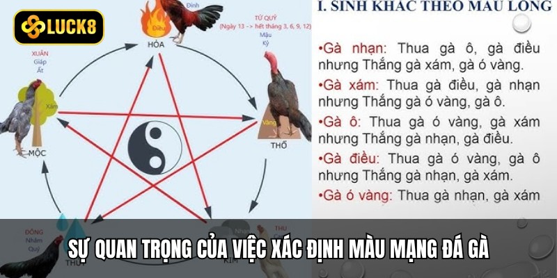 Sự quan trọng của việc xác định màu mạng đá gà