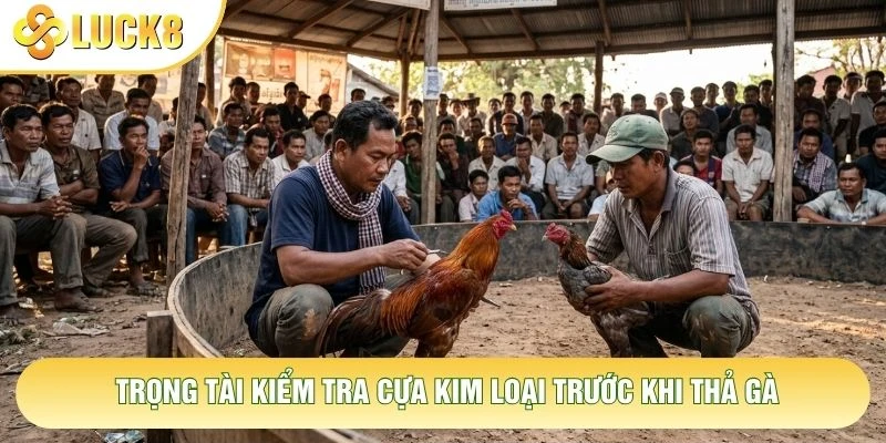 Trọng tài kiểm tra cựa kim loại trước khi thả gà Trọng tài kiểm tra cựa kim loại trước khi thả gà