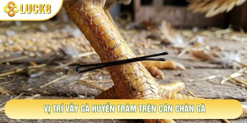 Vị trí vảy gà huyền trâm trên cán chân gà Vị trí vảy gà huyền trâm trên cán chân gà