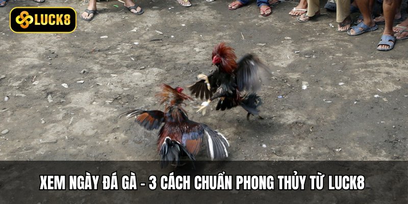 Xem Ngày Đá Gà - 3 Cách Chuẩn Phong Thủy Từ Luck8 1 Xem Ngày Đá Gà - 3 Cách Chuẩn Phong Thủy Từ Luck8
